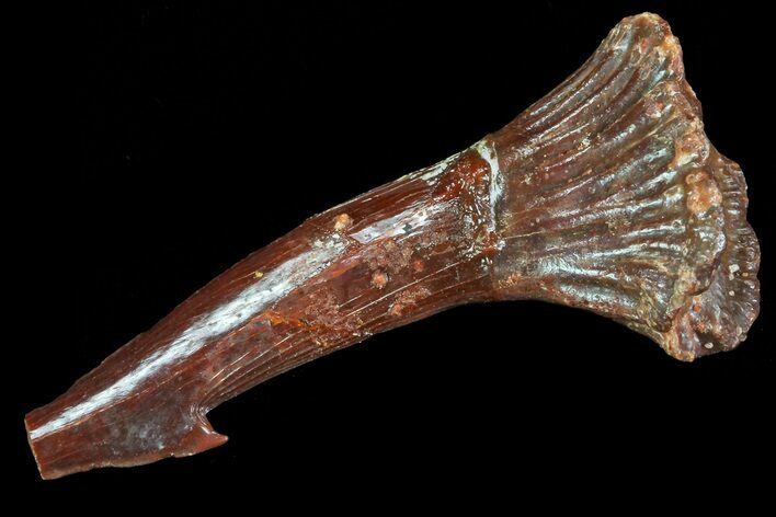 Bargain Cretaceous Giant Sawfish (Onchopristis) Rostral Barb #72731
